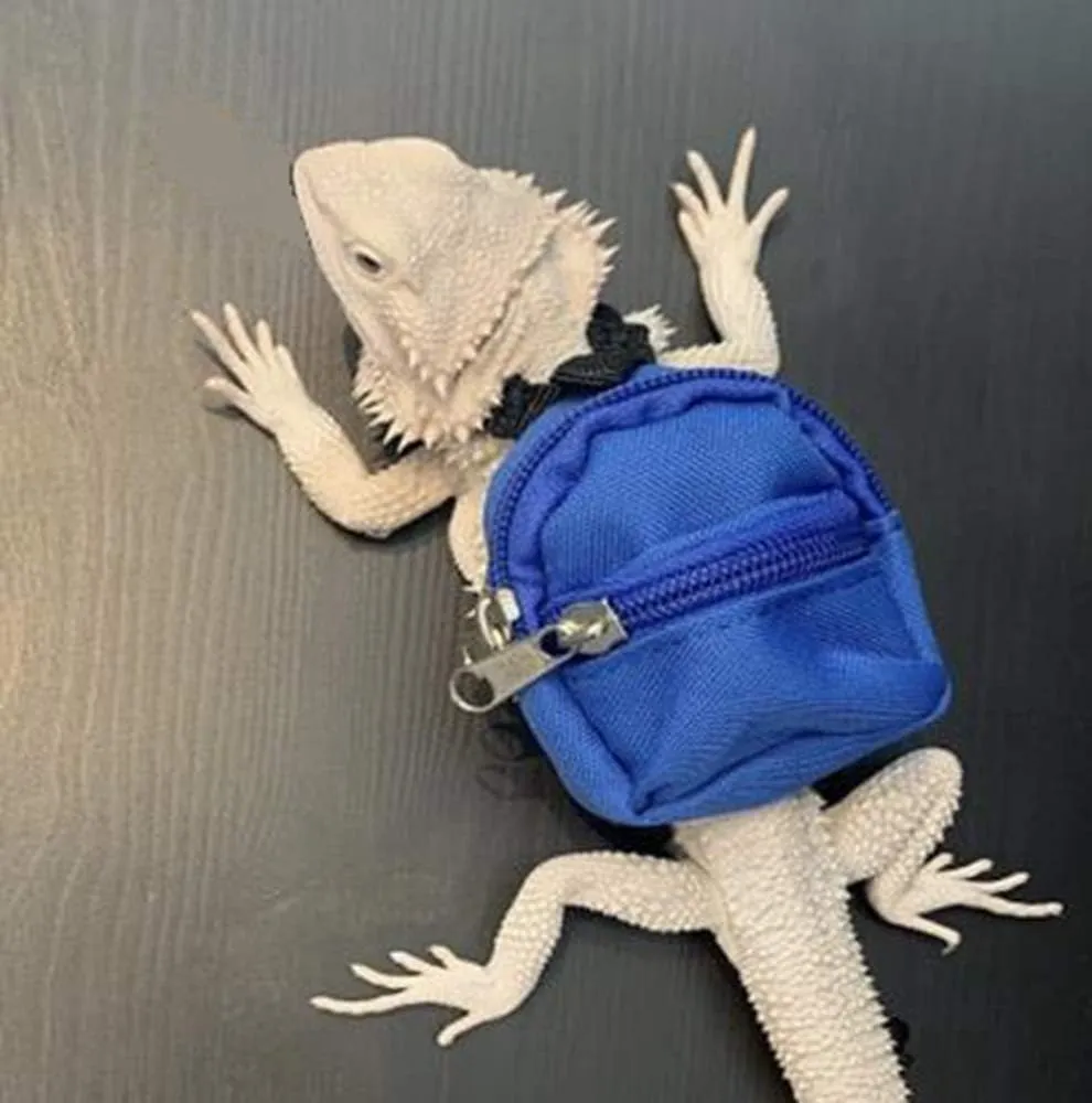 HAICHEN TEC Lizard Backpack for Bearded Dragons School Bag & Books Set Reptile Apparel Accessories Handmade Photo Party Back to School Supplies for Lizard Bearded Dragon Crested Gecko Chameleon