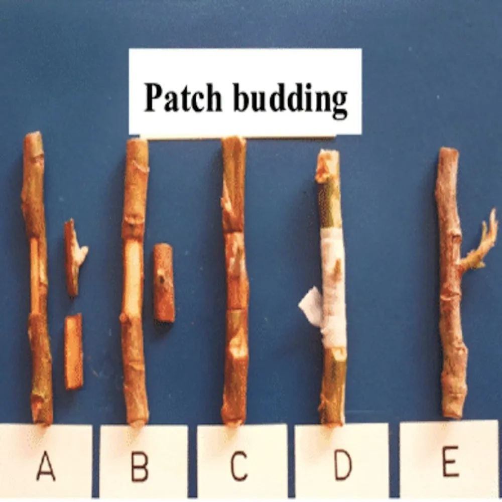Premium Timber and Brass - Patch Budding Knife with Double Blade - 30mm Patch